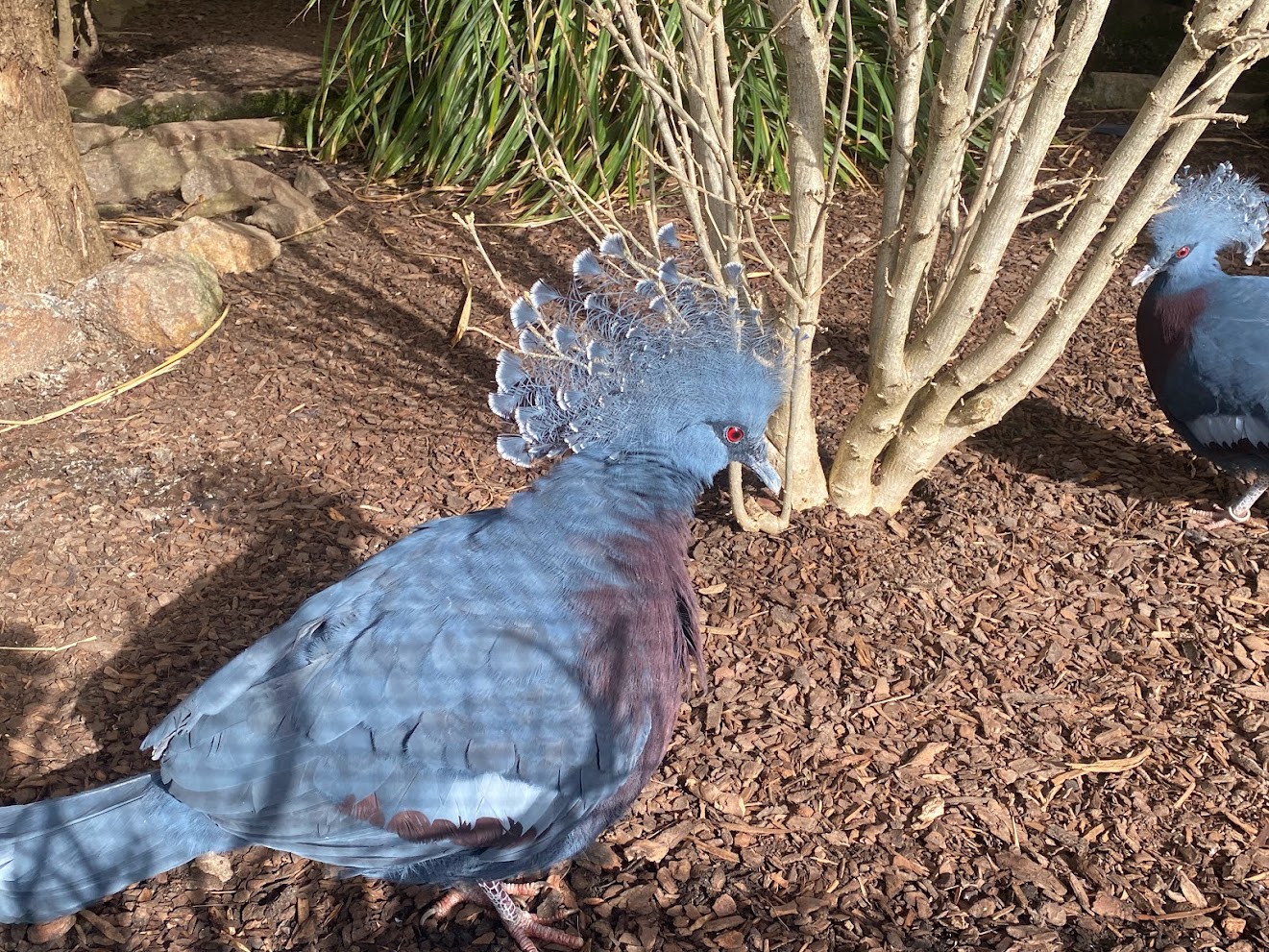 Zoo Heidelberg- crowned-pigeon- 2023