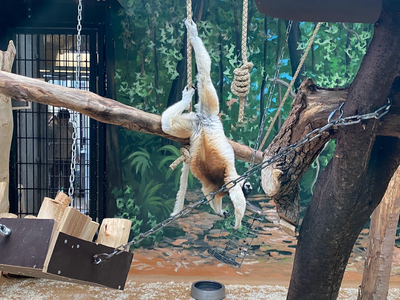 Zoo Heidelberg- crowned sifaka- 2023