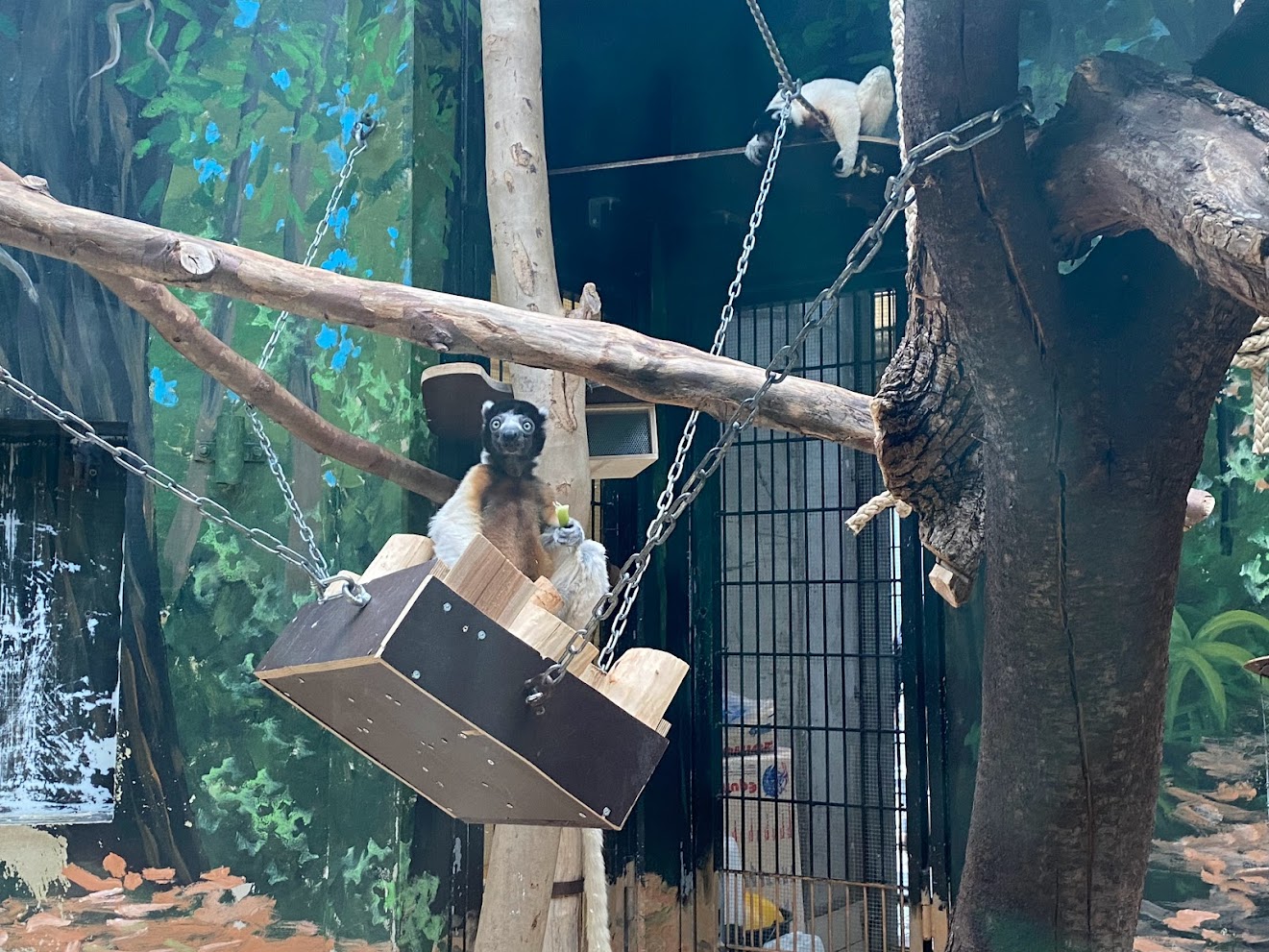 Zoo Heidelberg- crowned sifaka- 2023