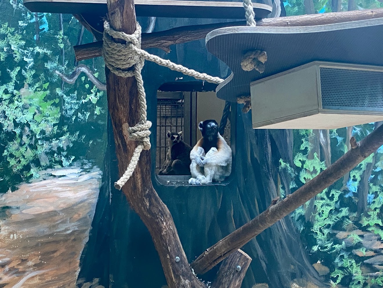 Zoo Heidelberg- Crowned sifaka and ring tailed lemur- 2023