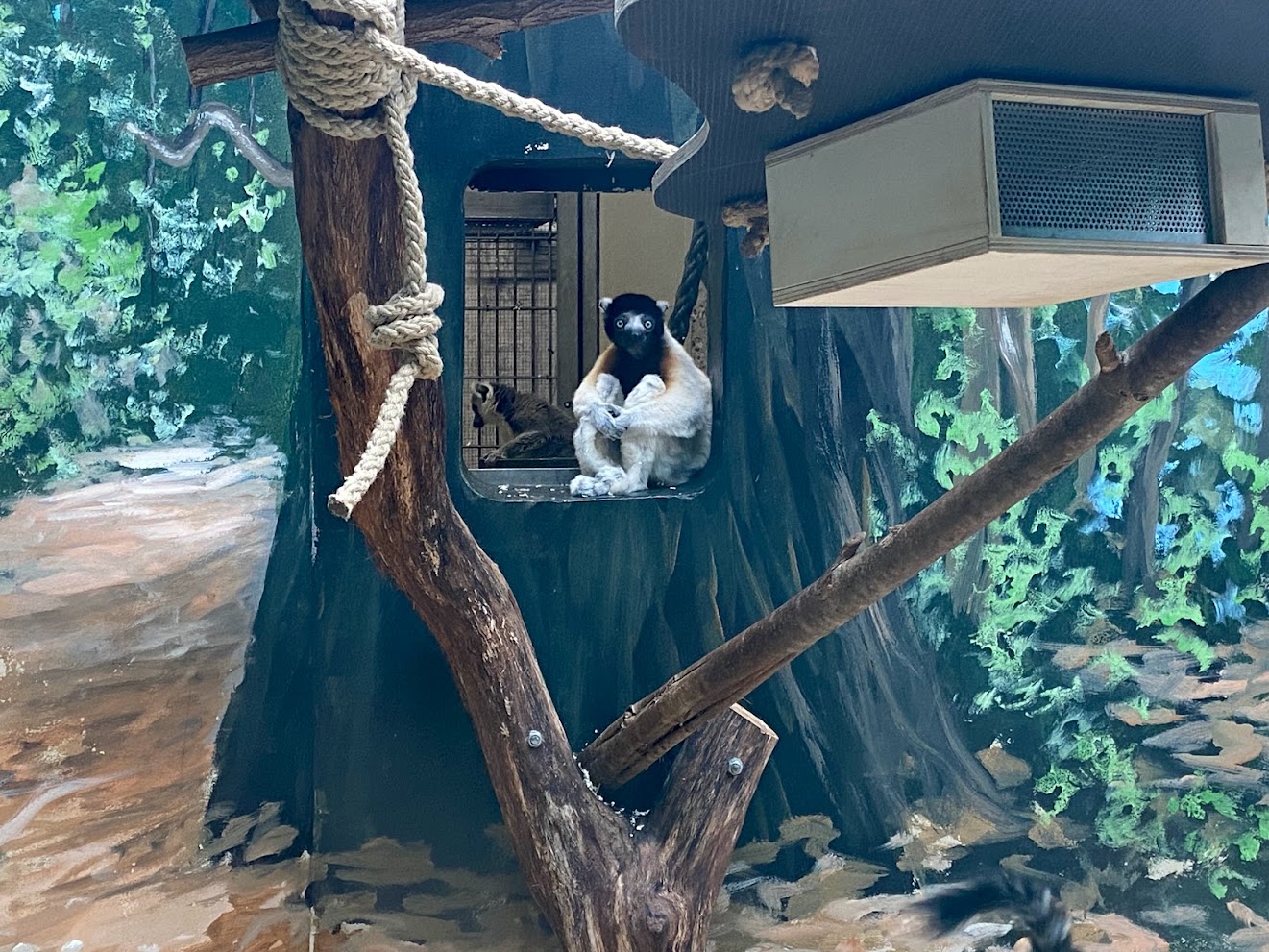 Zoo Heidelberg- Crowned sifaka and ring tailed lemur- 2023