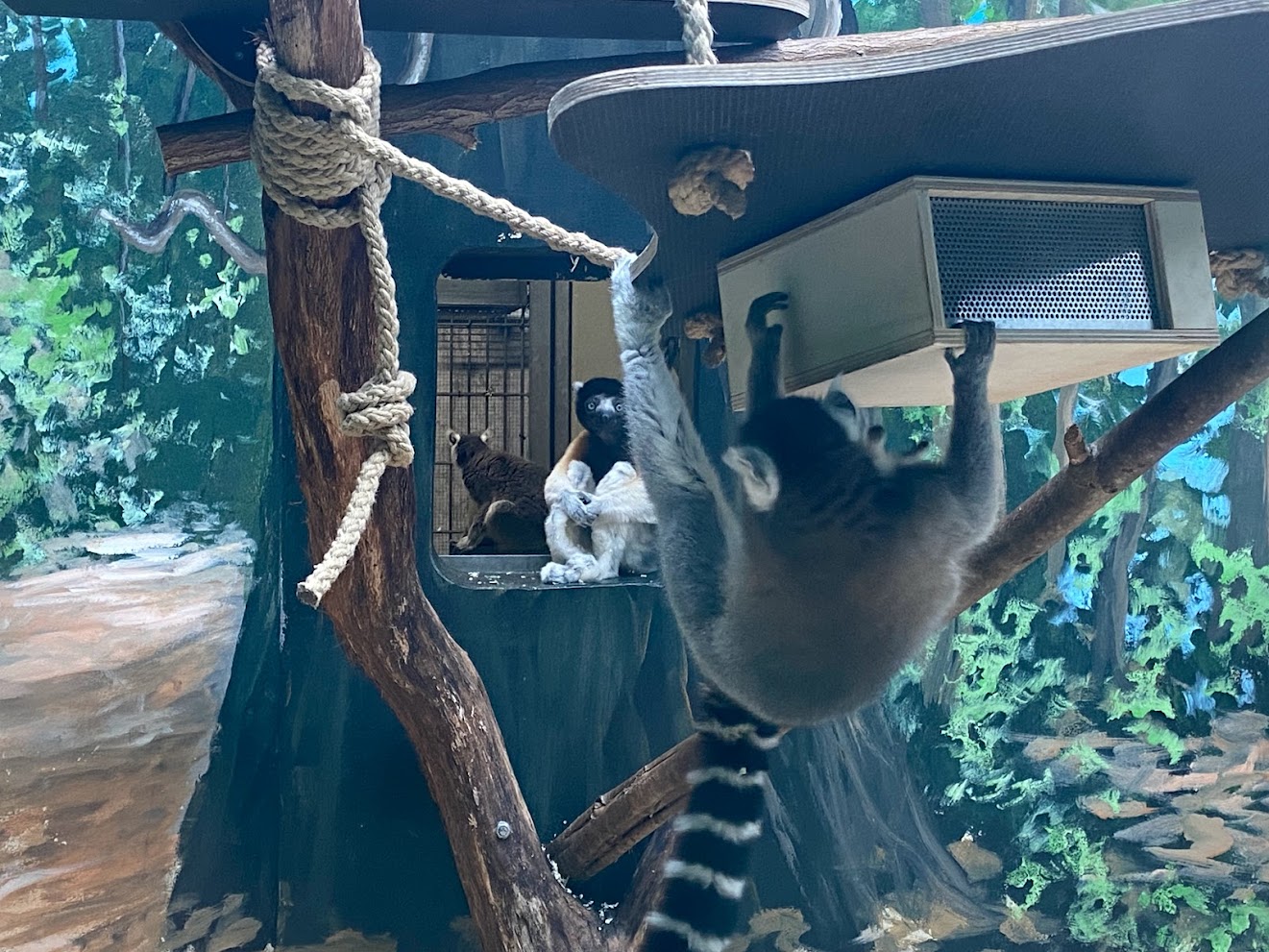 Zoo Heidelberg- Crowned sifaka and ring tailed lemurs- 2023