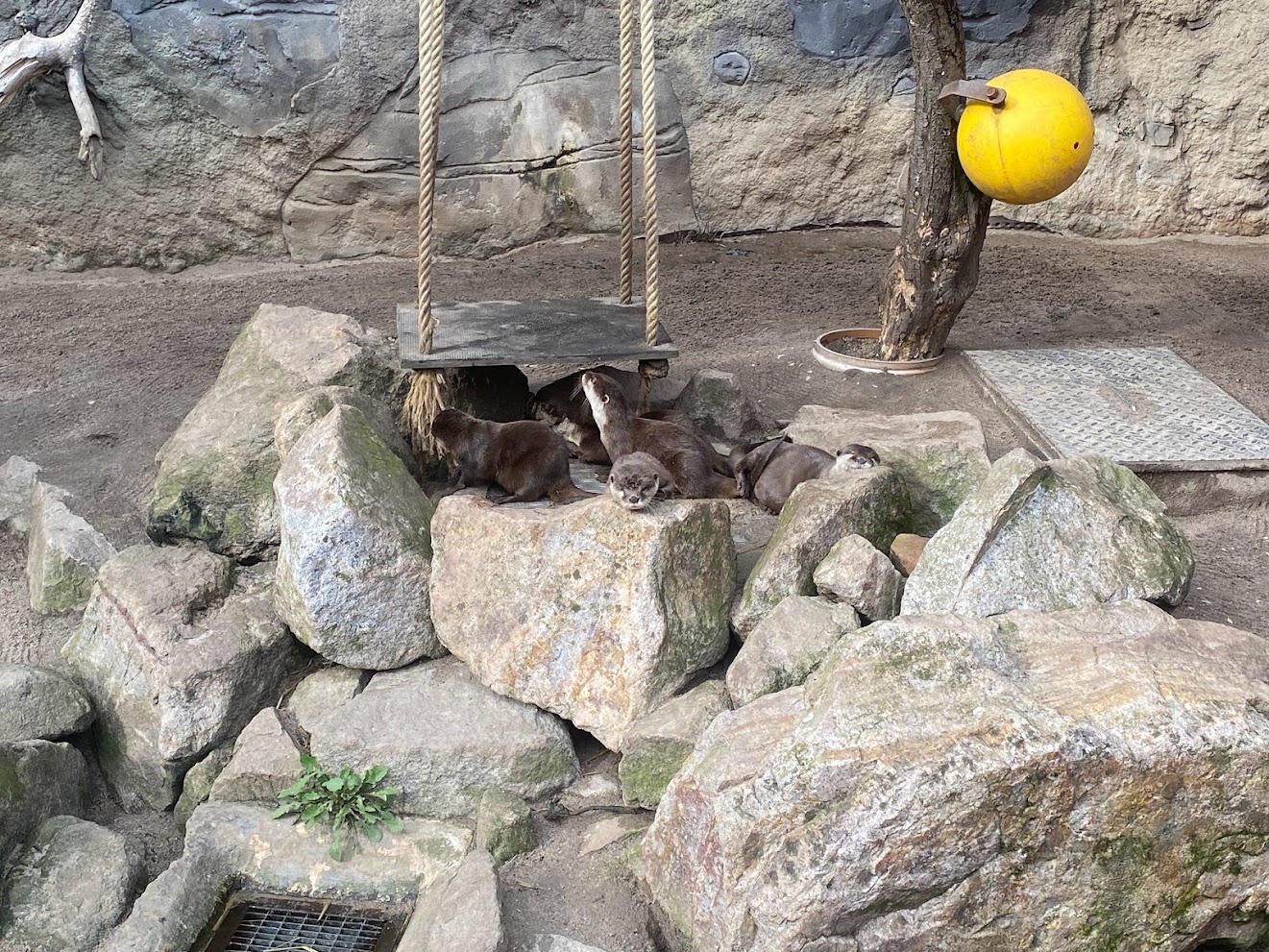 Zoo Heidelberg- family of small clawed otter- 2023