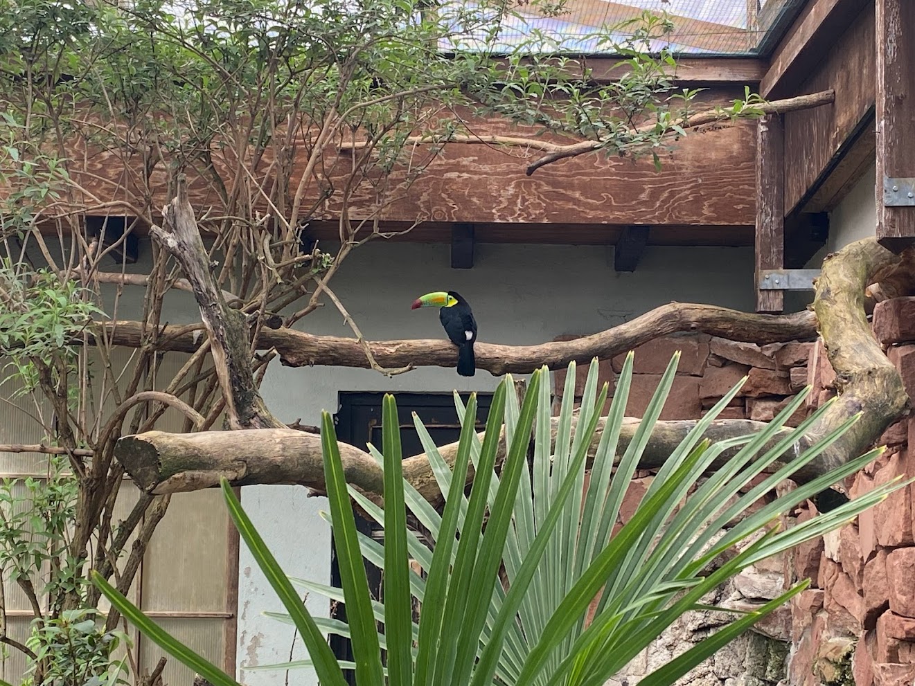 Zoo Heidelberg- keel-billed toucan- 2023