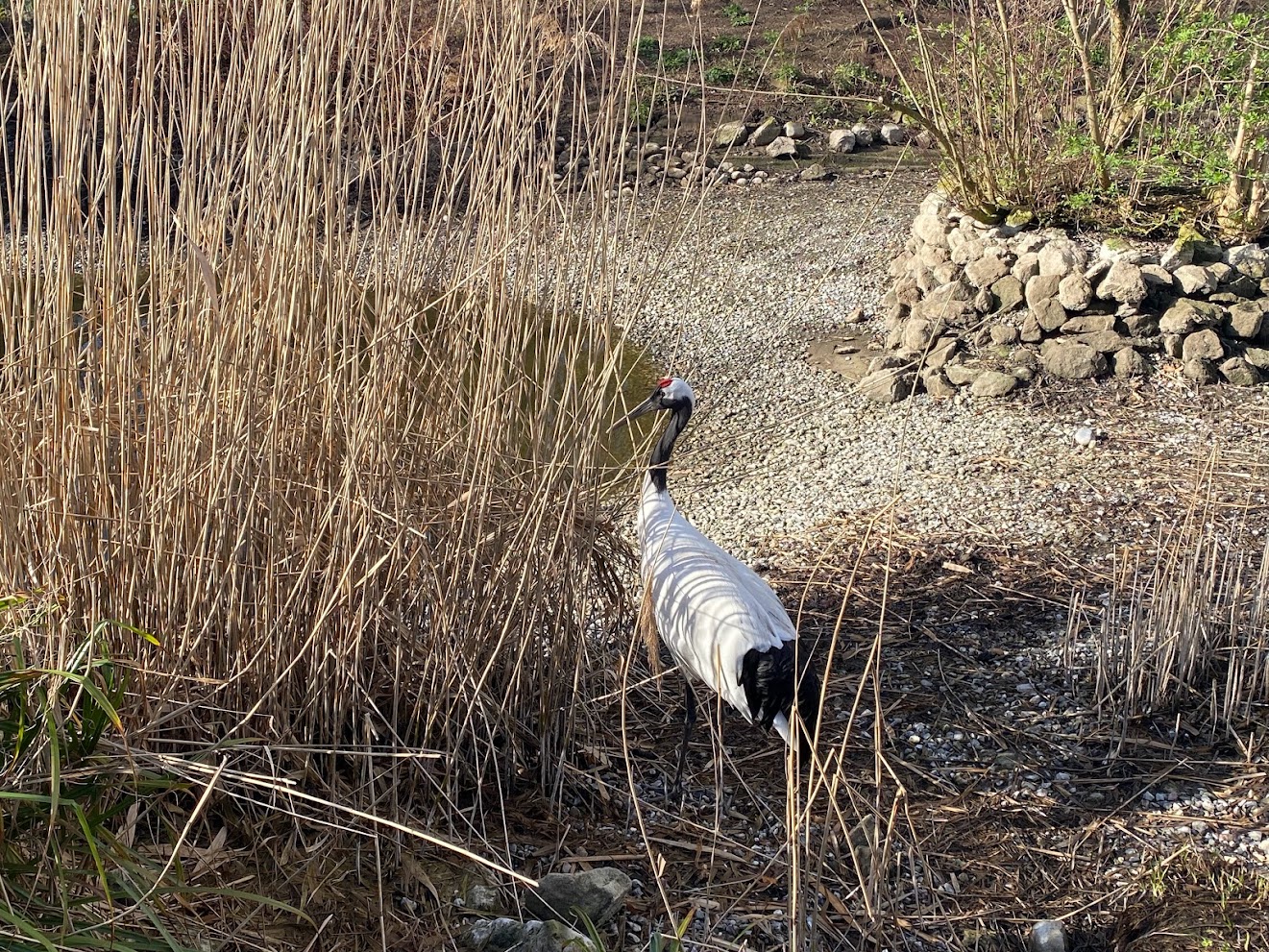 Zoo Heidelberg- Manchurian Crane- 2023