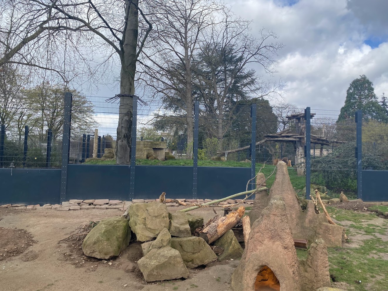 Zoo Heidelberg- meerkat enclosure- 2023