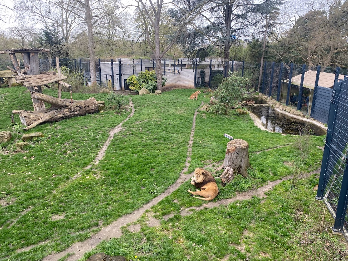 Zoo Heidelberg- new lion enclosure- 2023
