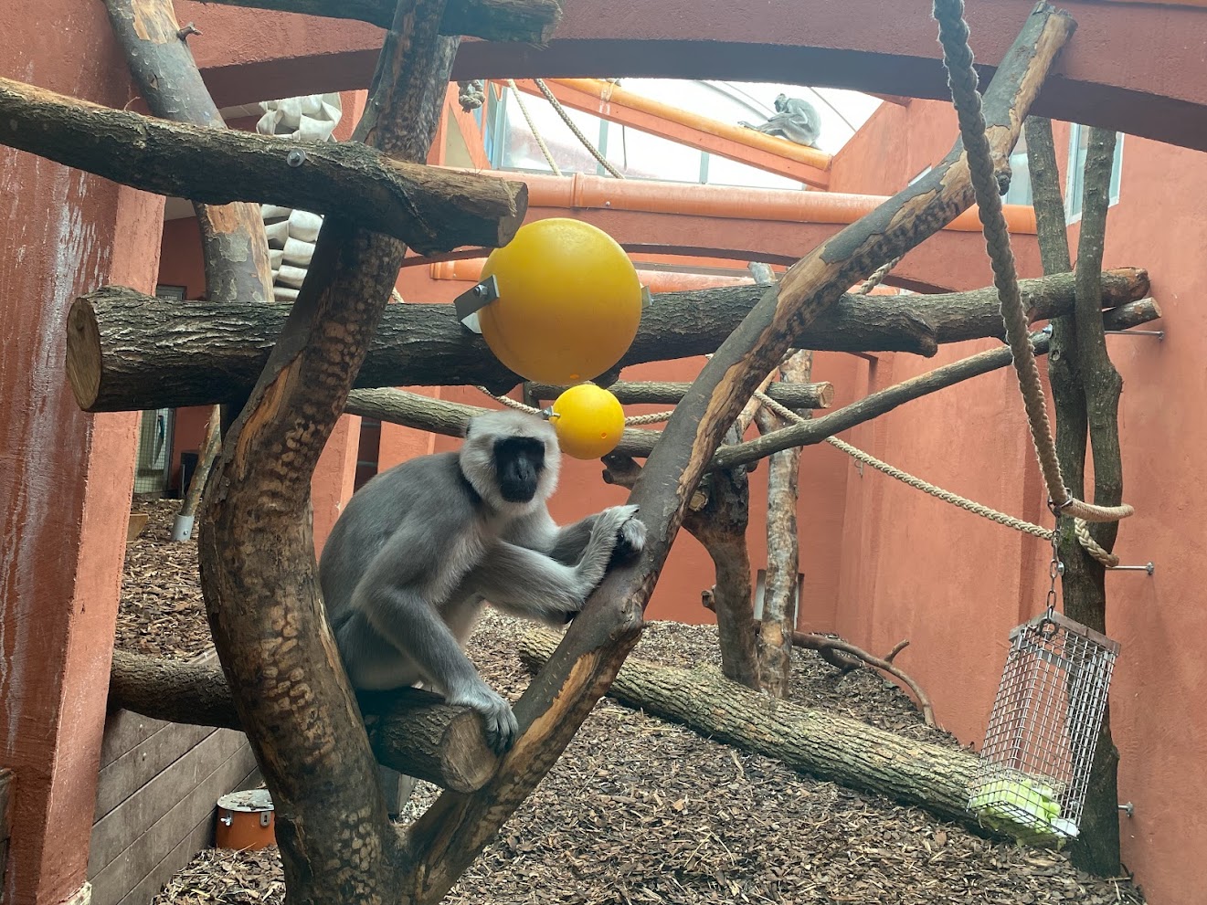 Zoo Heidelberg- Northern plains grey langur- 2023