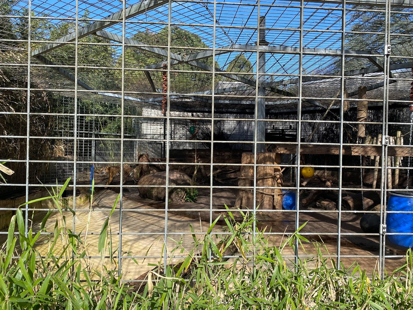 Zoo Heidelberg- old Sumatran tiger enclosure. 2023