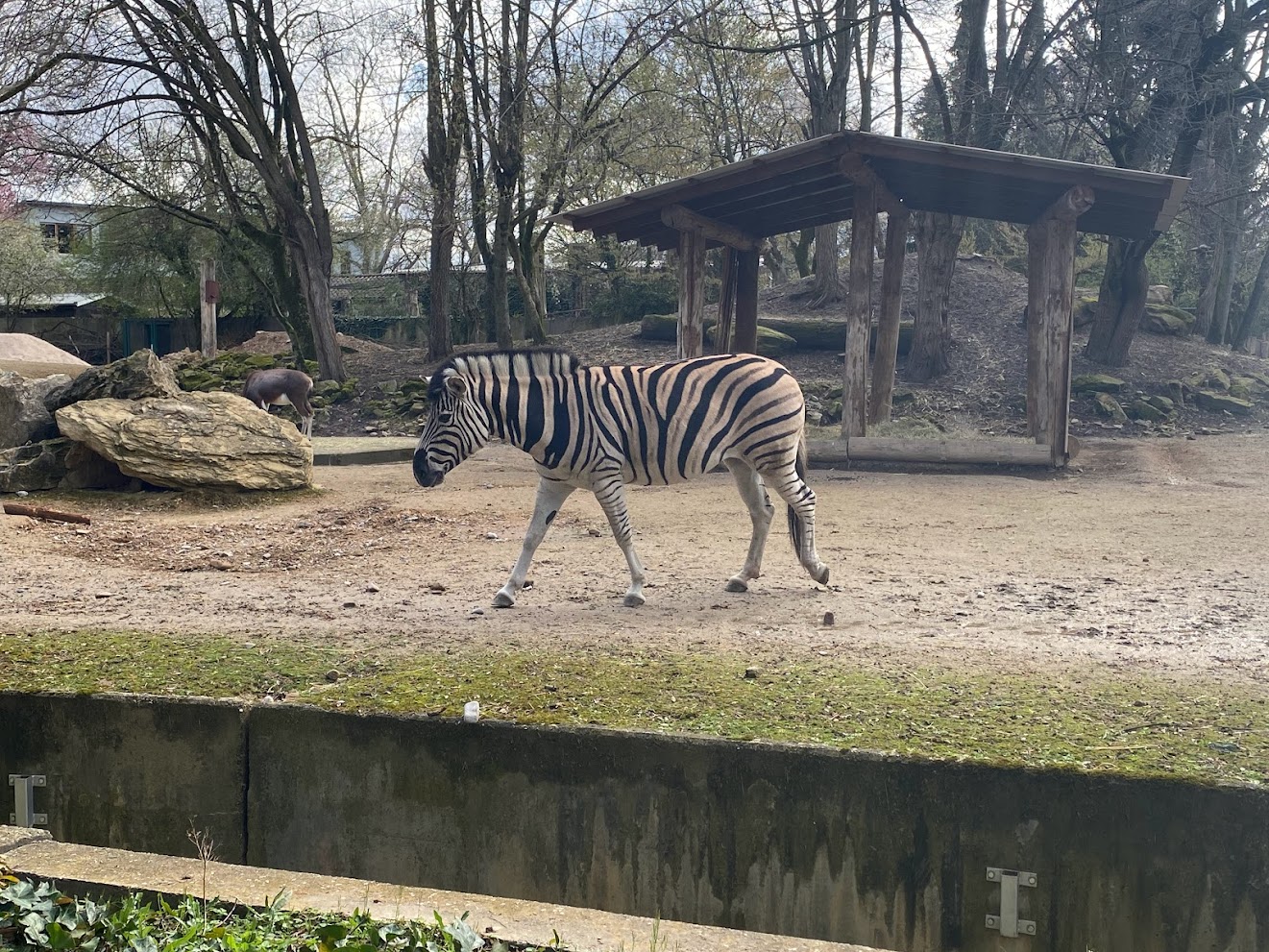 Zoo Heidelberg- plains zebra- 2023