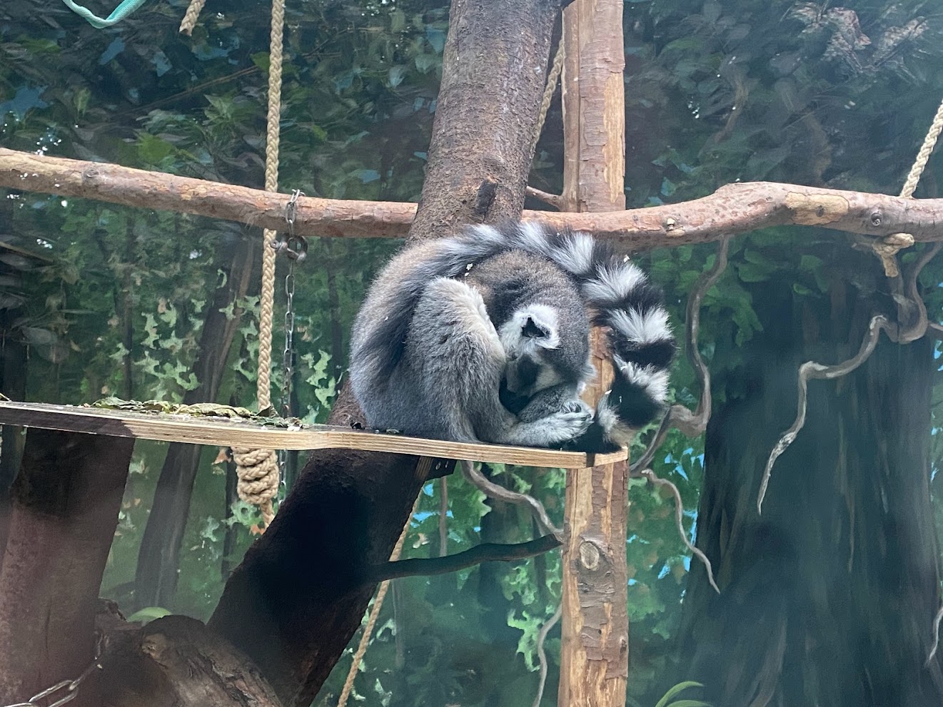 Zoo Heidelberg- ring-tailed lemur- 2023