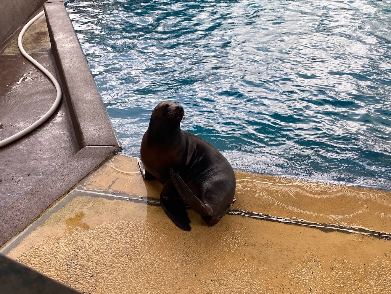 Zoo Heidelberg- South American sea lion- 2023