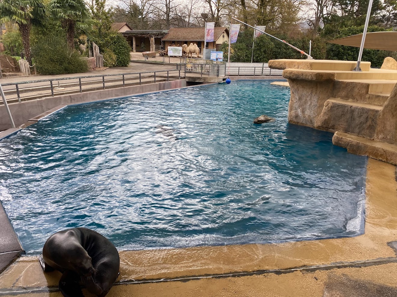 Zoo Heidelberg- South american sea lion enclosure- 2023