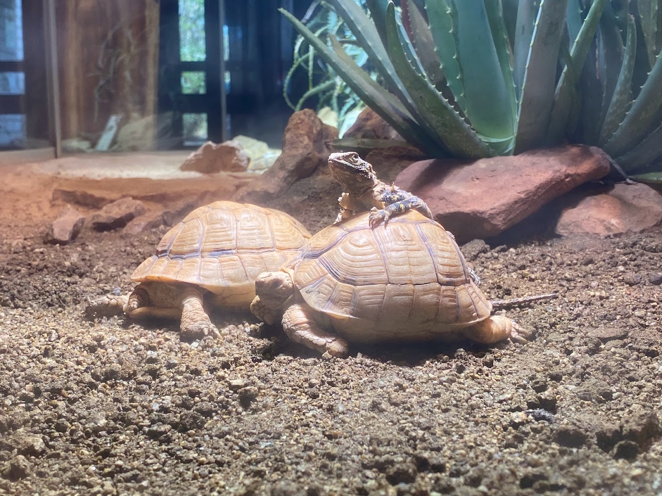 Zoo Heidelberg- starred agama sitting on top of Egyptian tortoise- 2023