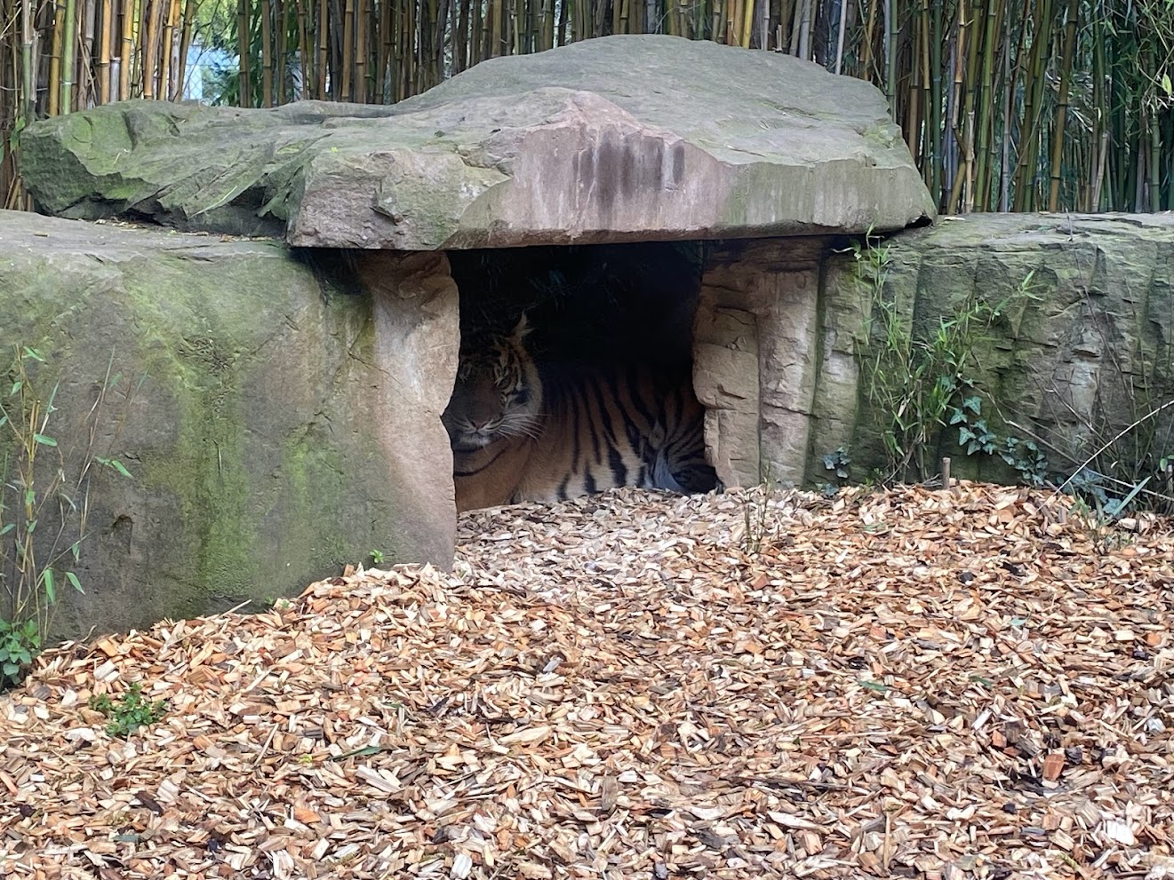 Zoo Heidelberg- Sumatran tiger- 2023
