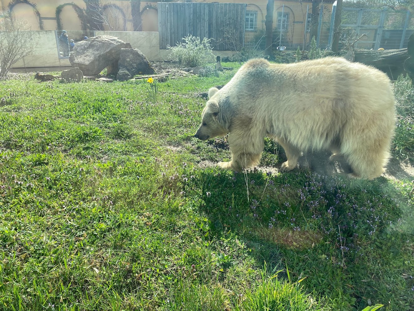 Zoo Heidelberg- Syrian brown bear- 2023