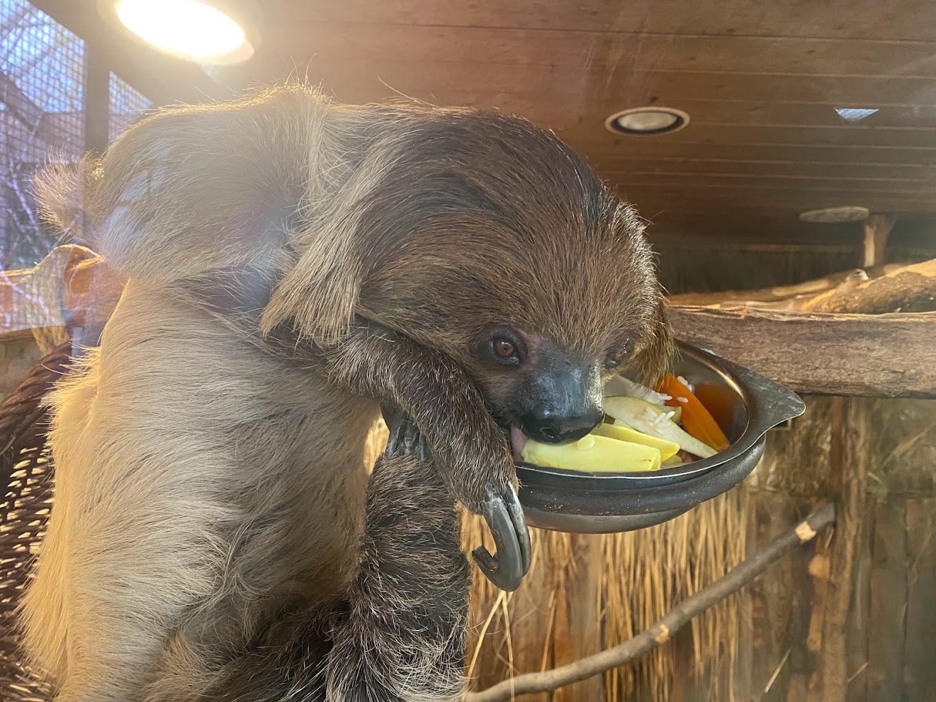 Zoo Heidelberg- two-toed sloth eating- 2023