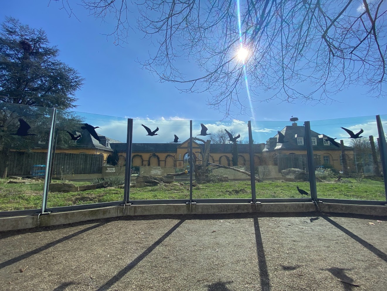 Zoo Heidelberg- view onto Syrian brown bear enclosure- 2023