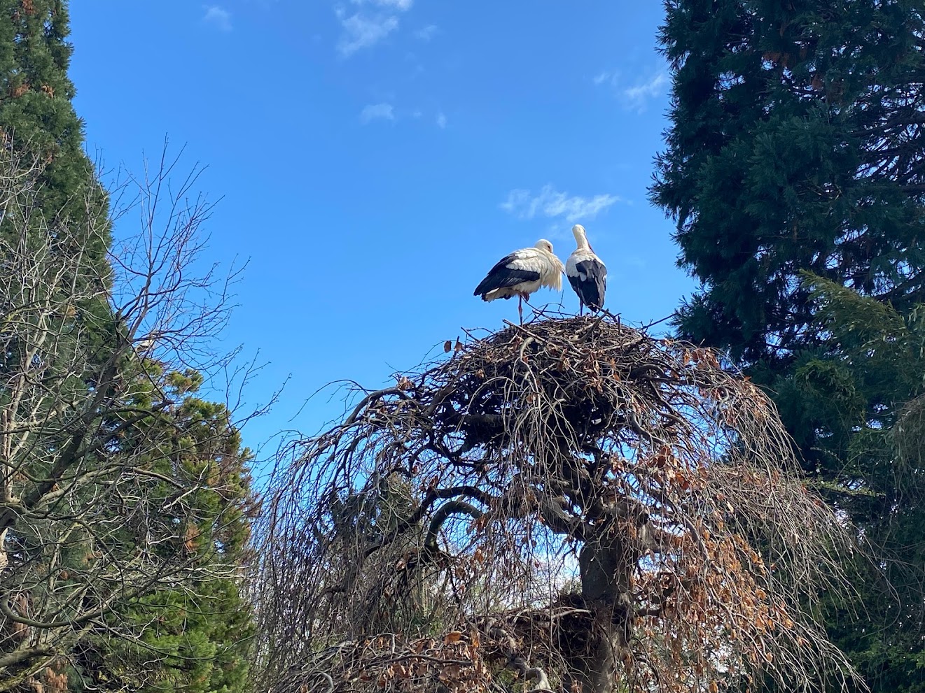 Zoo Heidelberg- wild stork- 2023
