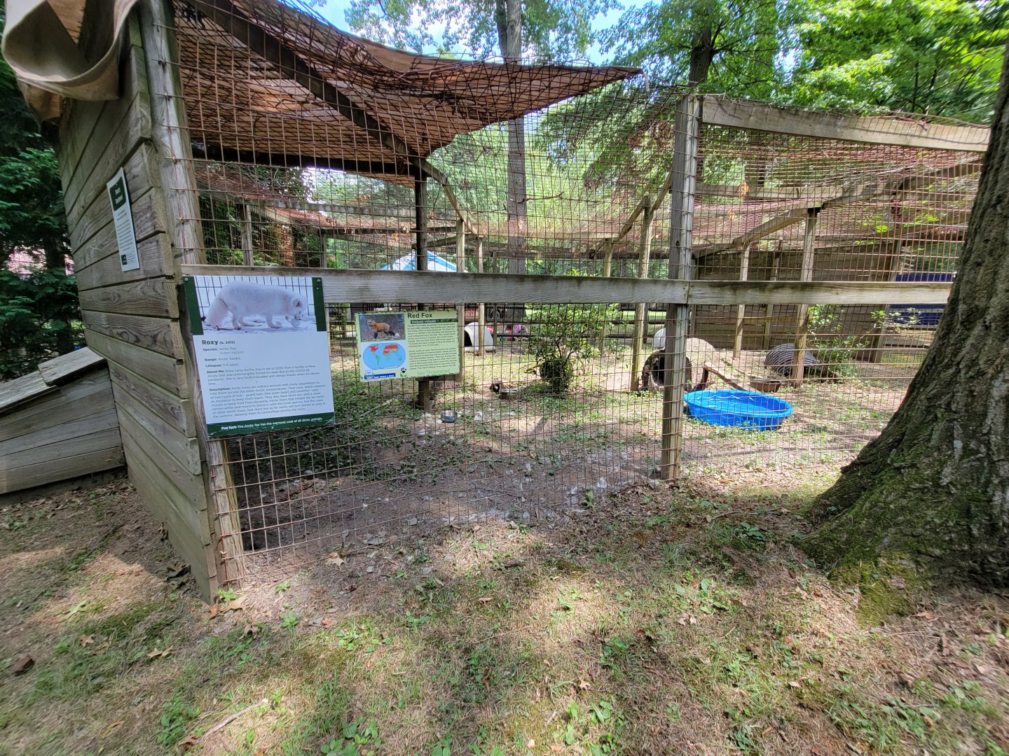 Zoo in Forest Park - Arctic fox, red fox