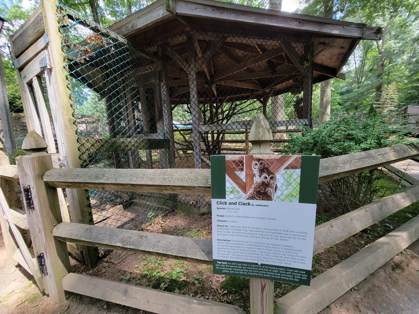 Zoo in Forest Park - Barred owls
