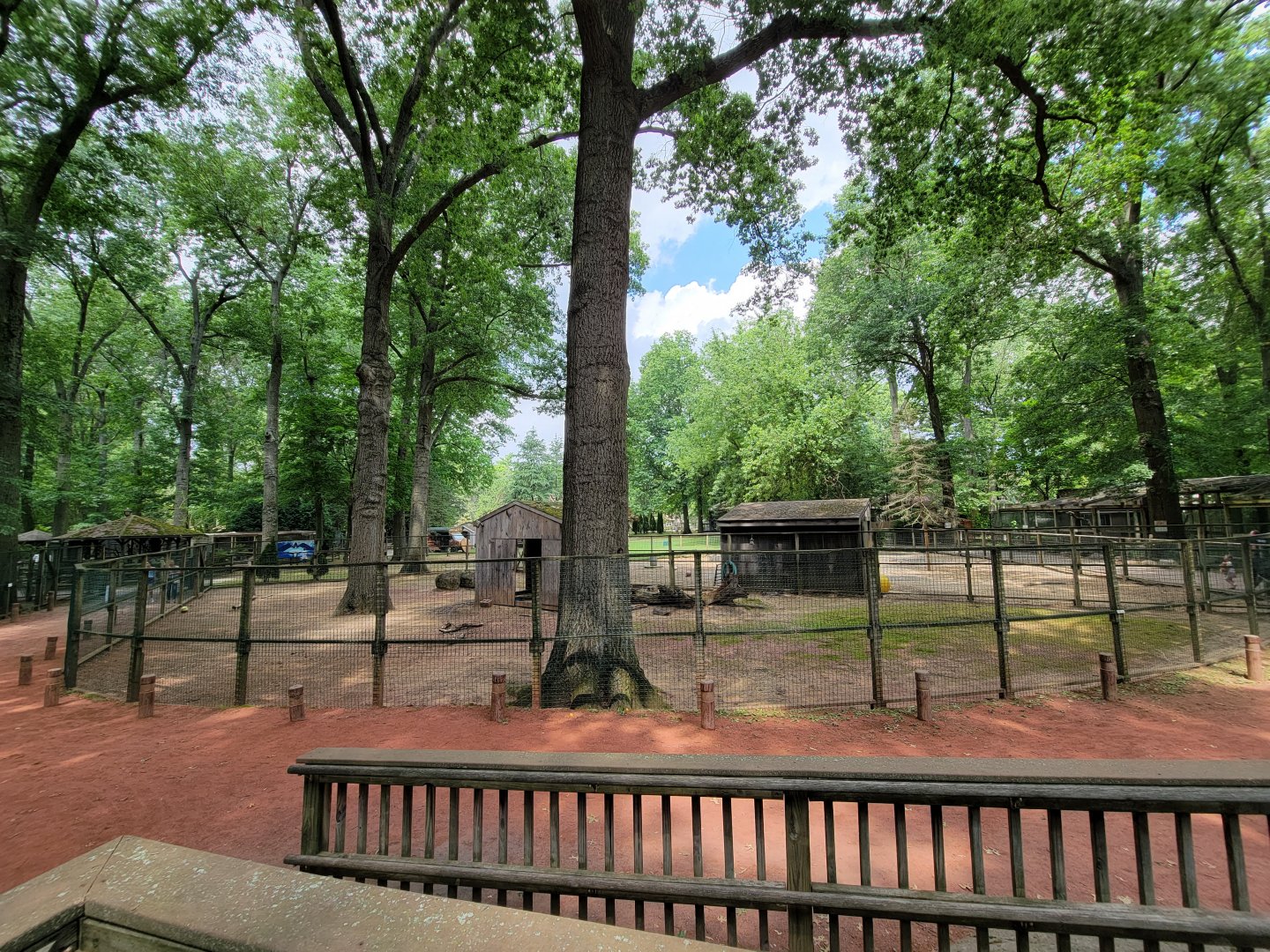 Zoo in Forest Park - Bennett's wallabies