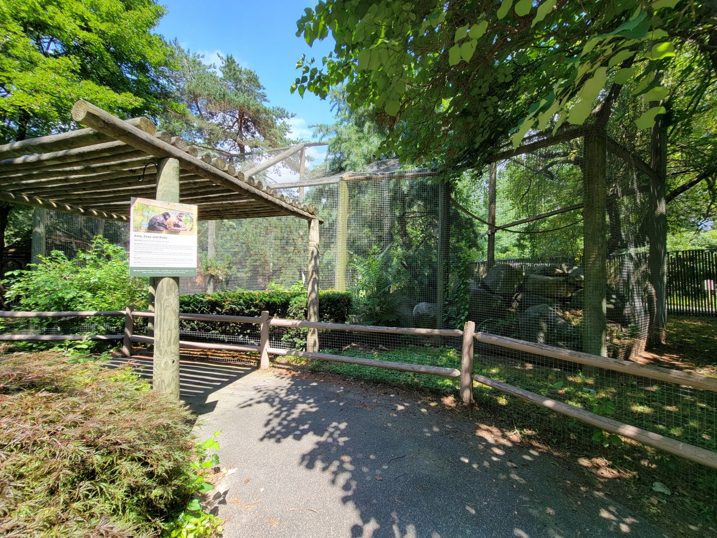 Zoo in Forest Park - Black-handed spider monkeys