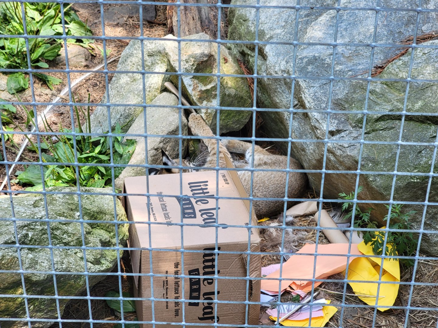 Zoo in Forest Park - Bobcat playing with some toys