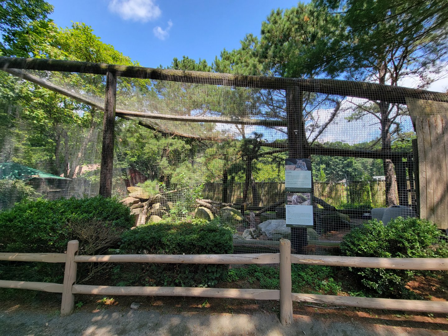 Zoo in Forest Park - Bobcats