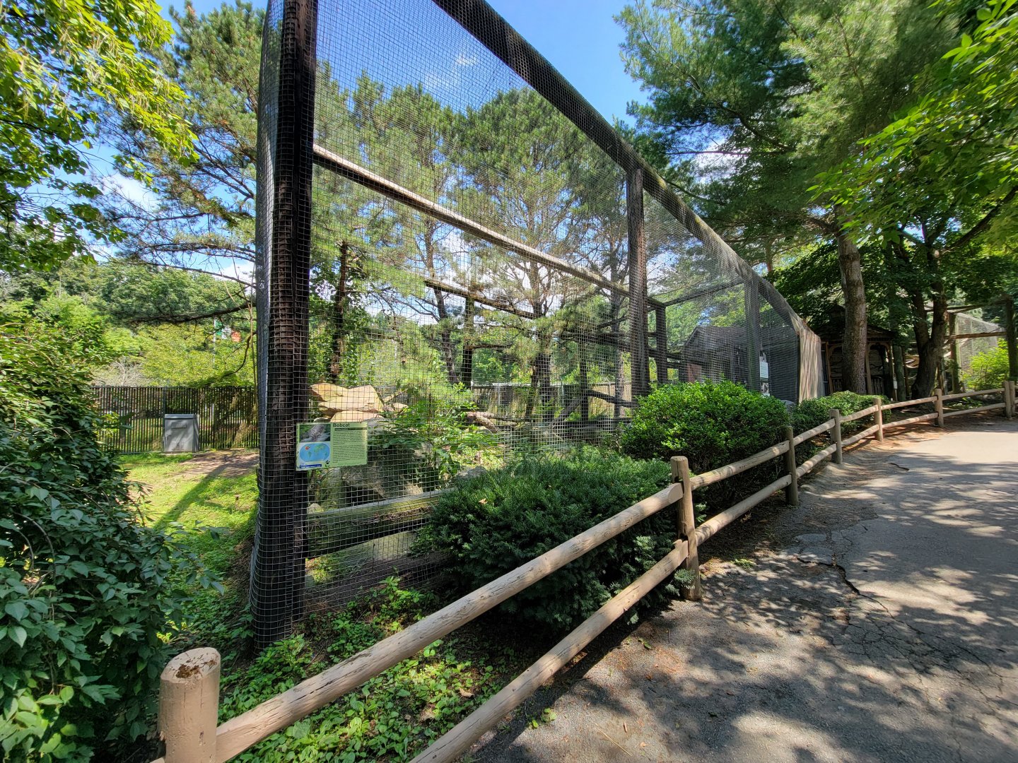 Zoo in Forest Park - Bobcats