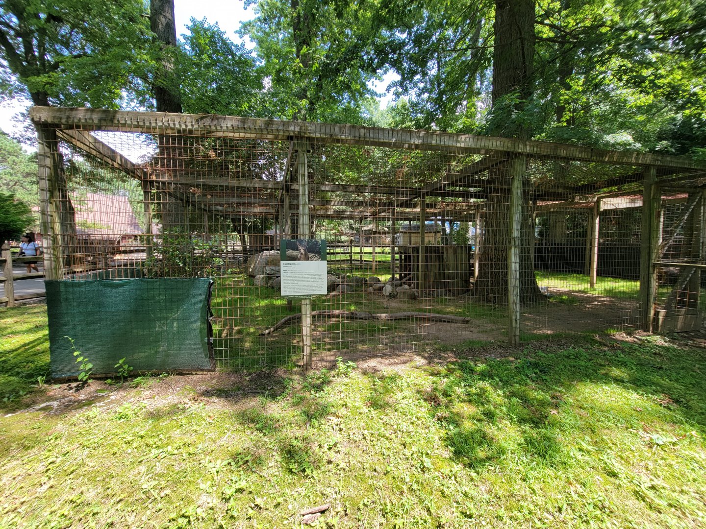 Zoo in Forest Park - Coyote #1