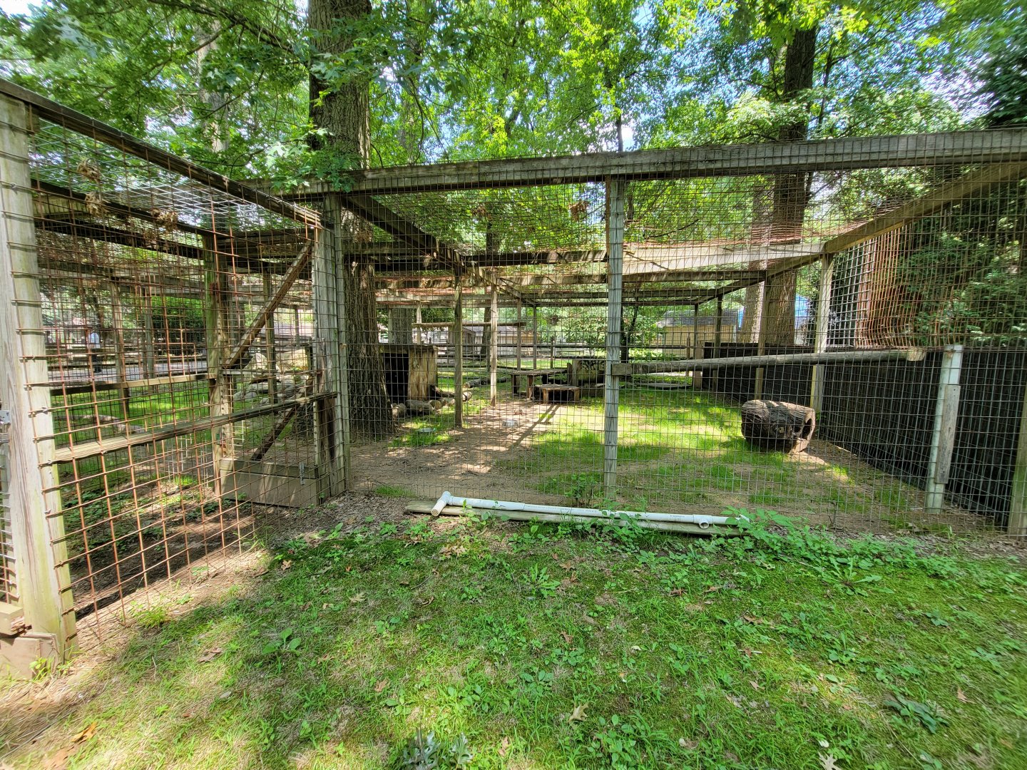 Zoo in Forest Park - Coyote #2