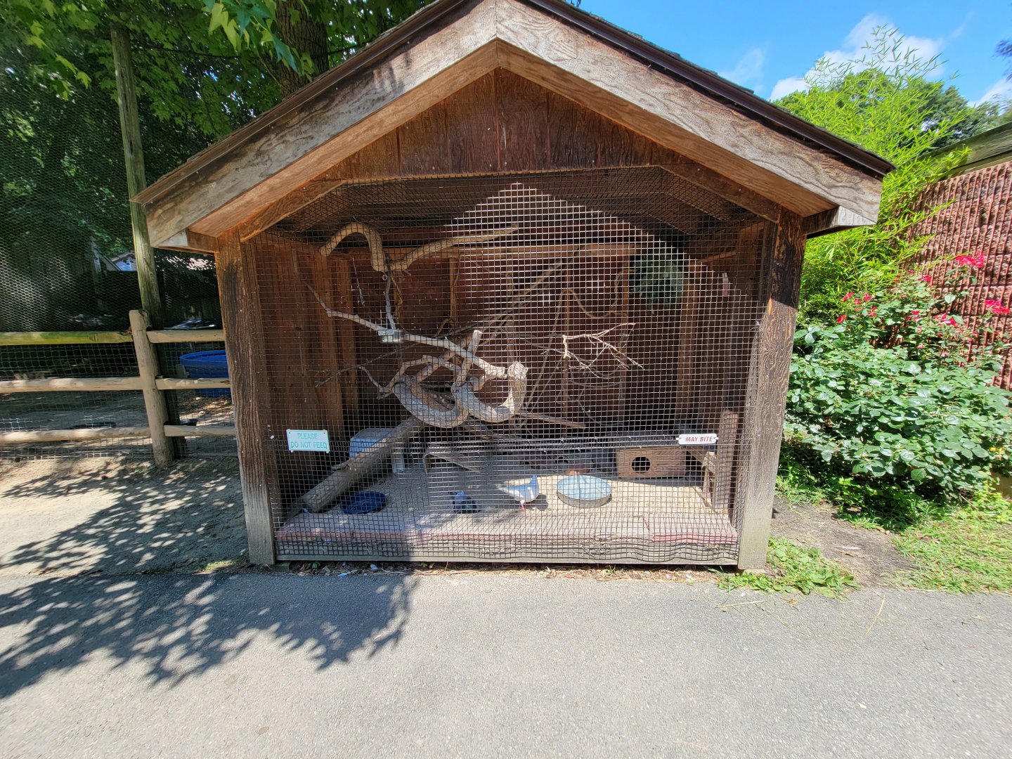 Zoo in Forest Park - Domestic pigeons