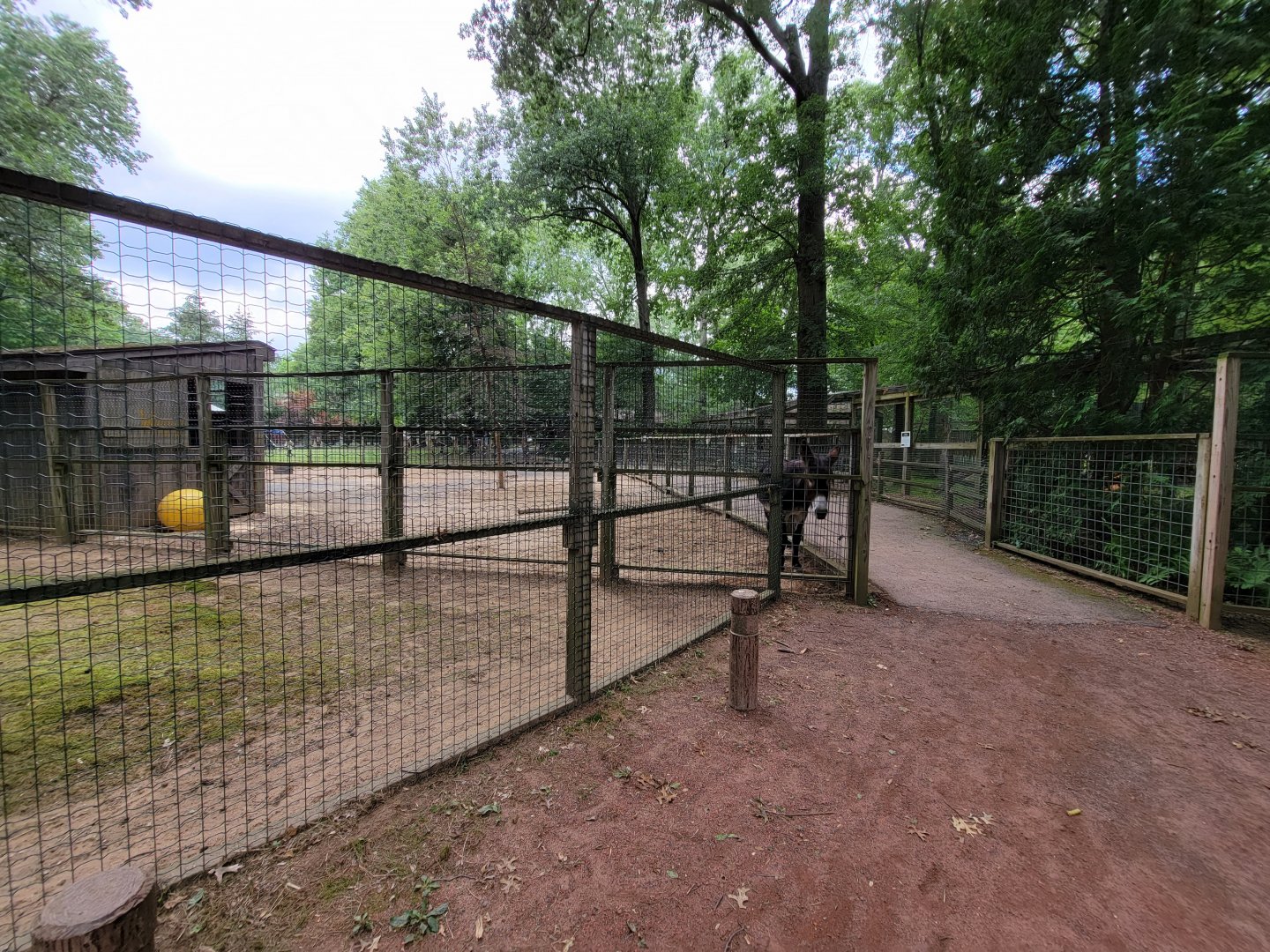 Zoo in Forest Park - Donkeys