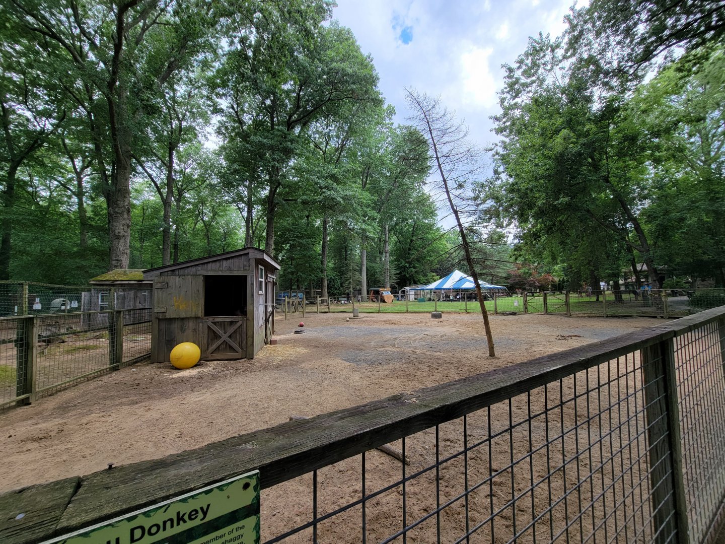 Zoo in Forest Park - Donkeys
