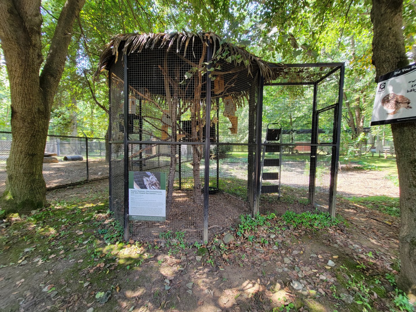 Zoo in Forest Park - Eastern screech owl