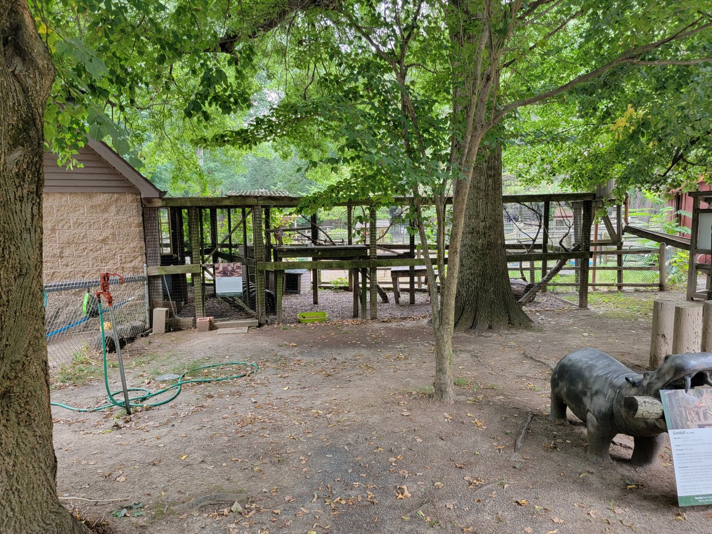 Zoo in Forest Park - Gray fox