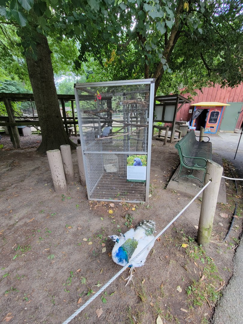 Zoo in Forest Park - Gray parrot