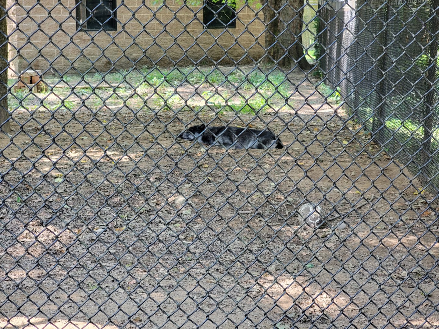 Zoo in Forest Park - Gray wolves