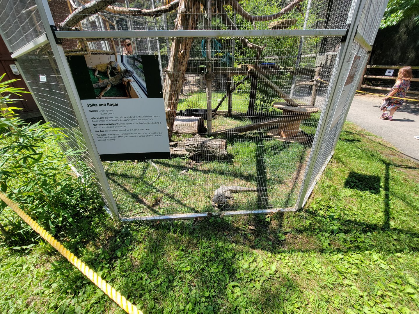 Zoo in Forest Park - Green iguanas, Argentine tegu