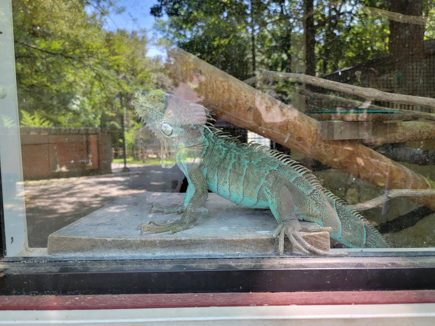 Zoo in Forest Park - Iguana