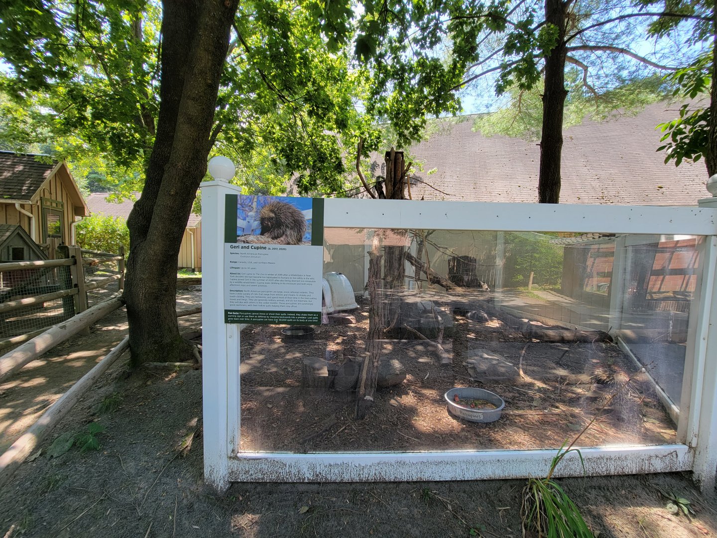 Zoo in Forest Park - North American porcupine