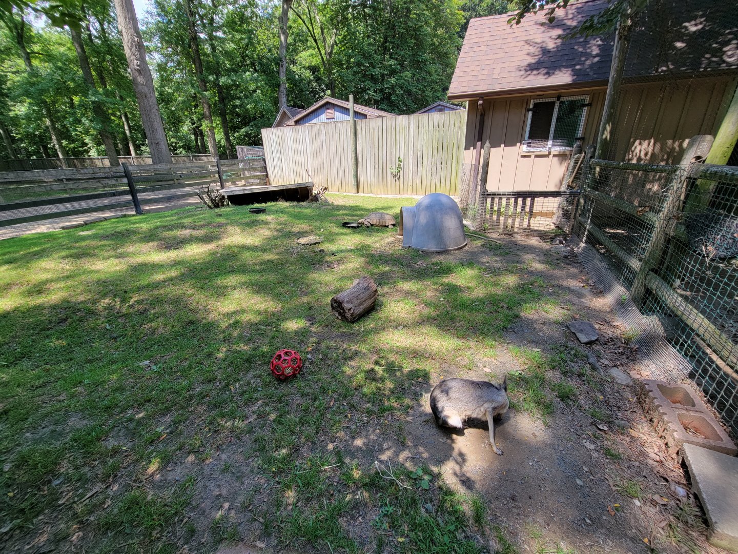 Zoo in Forest Park - Patagonian mara, sulcata tortoise, and domestic rabbit