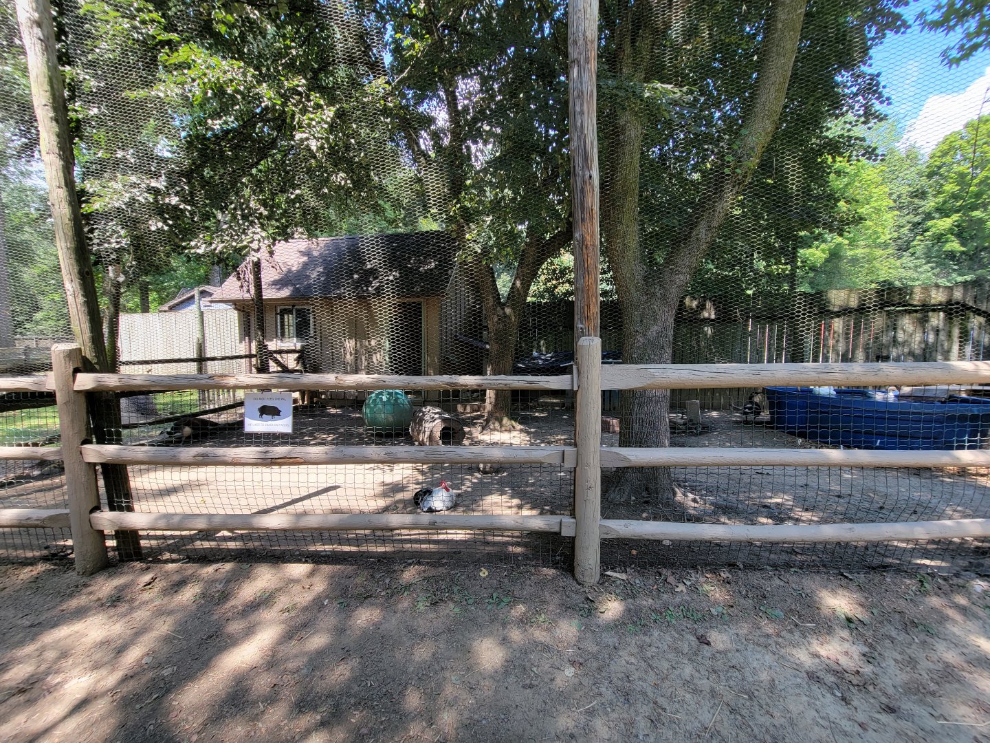 Zoo in Forest Park - Pigs, chickens