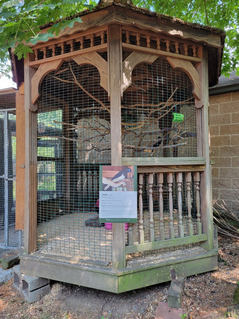 Zoo in Forest Park - Plush-crested jay