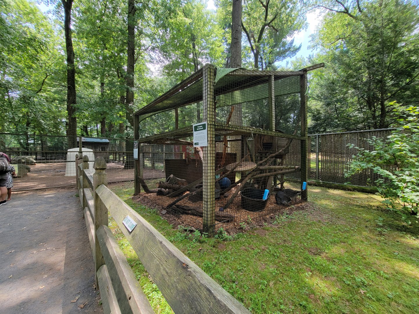 Zoo in Forest Park - Raccoons