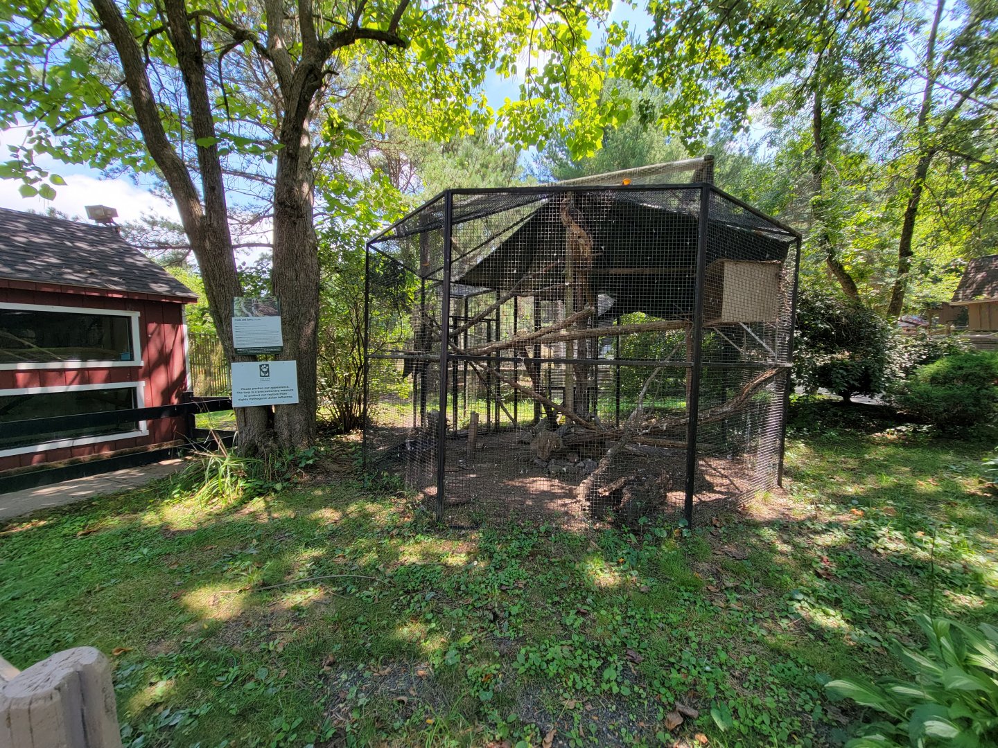 Zoo in Forest Park - Red-tailed hawk