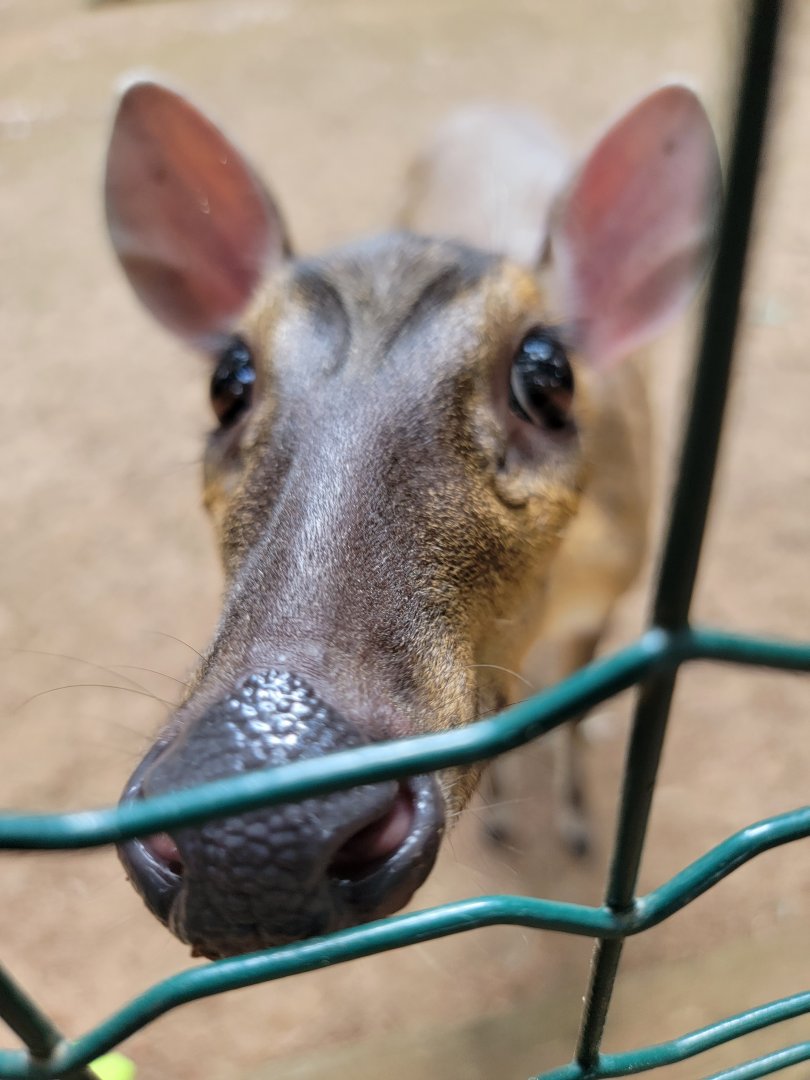 Zoo in Forest Park - Reeve's muntjac