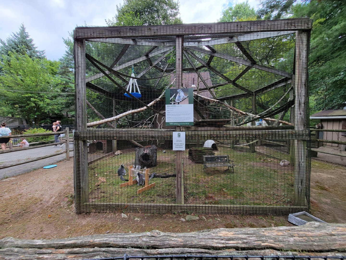 Zoo in Forest Park - Ring-tailed lemurs