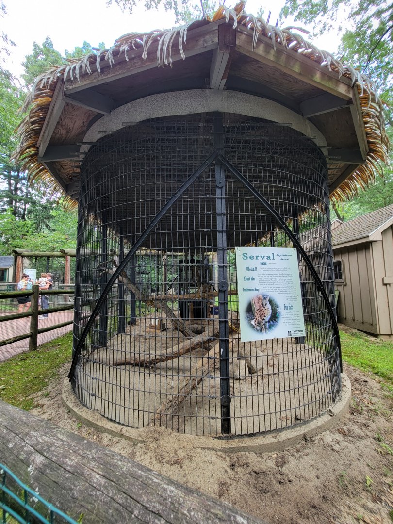 Zoo in Forest Park - Serval